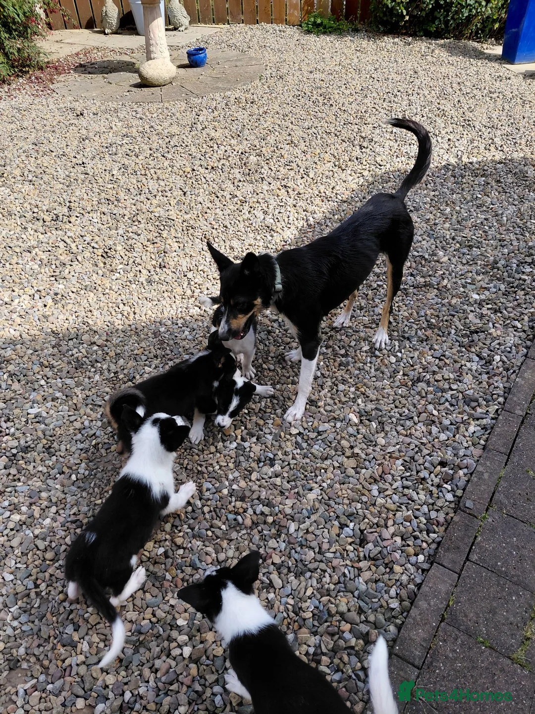 Mixed Breed dogs for sale: 5 lovely healthy boy pups - Advert 1
