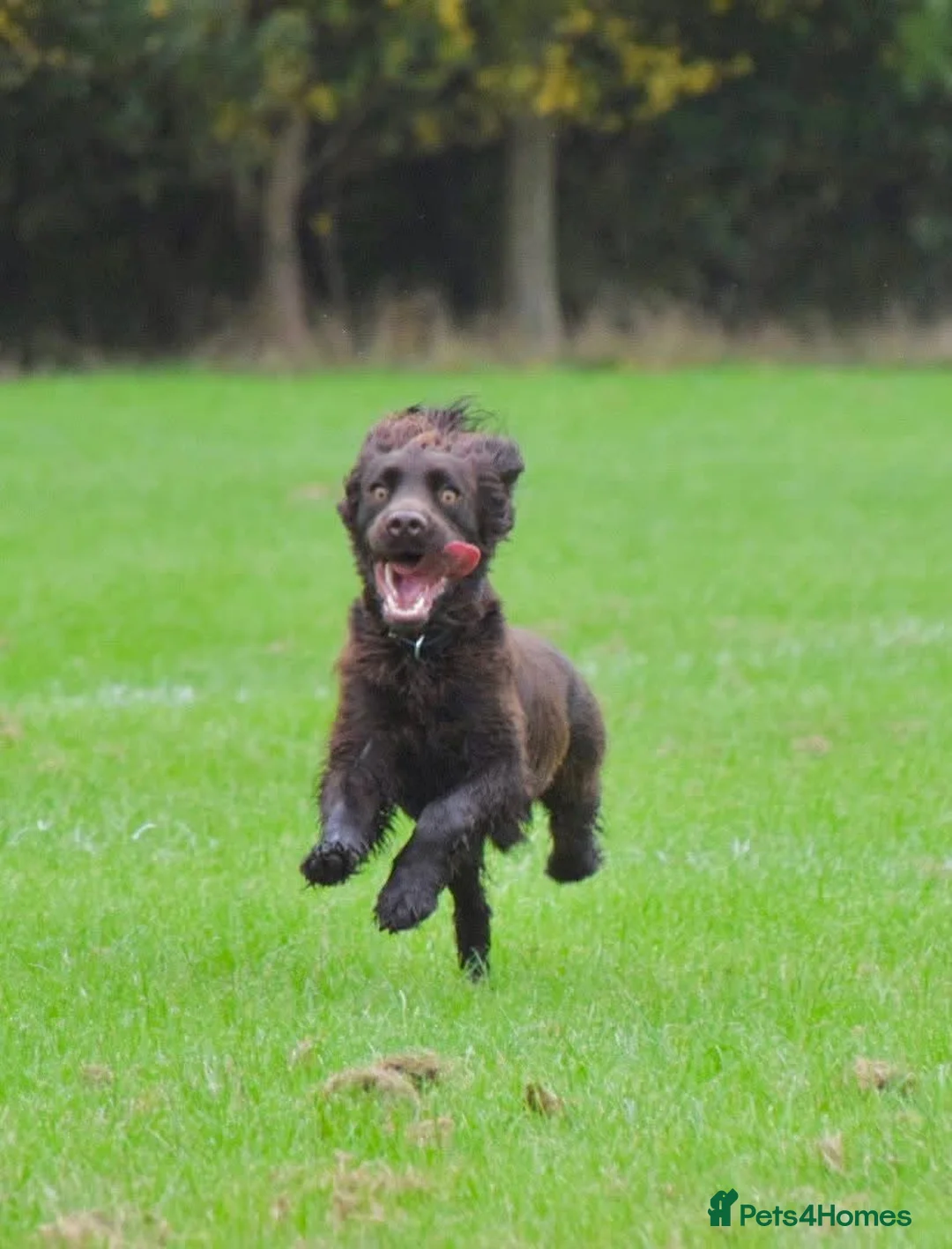 Cocker Spaniel dogs for stud: Rueben,  Cocker spaniel for stud - Advert 2
