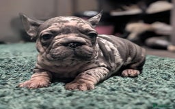 French Bulldog dogs for sale: French Bulldog puppies ready now ❤️ last 2 left - Image 10