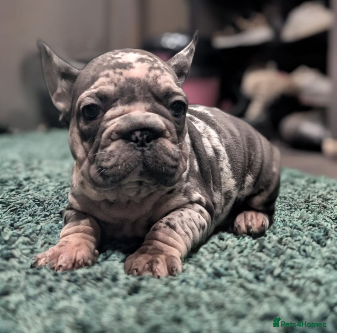 French Bulldog dogs for sale: French Bulldog puppies ready now ❤️ last 2 left - Image 10