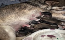 Chihuahua dogs for sale: KC rare husky marking chihuahua puppies Thai lines - Image 12