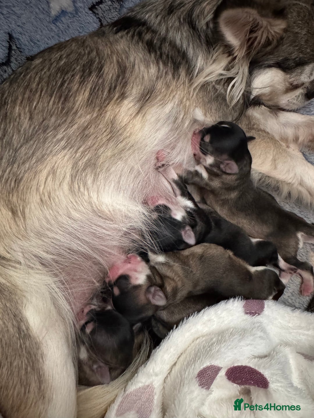 Chihuahua dogs for sale: KC rare husky marking chihuahua puppies Thai lines - Image 12