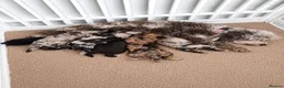 Toy Poodle dogs for sale: SUPERB TINY TOY POODLES - Advert 2