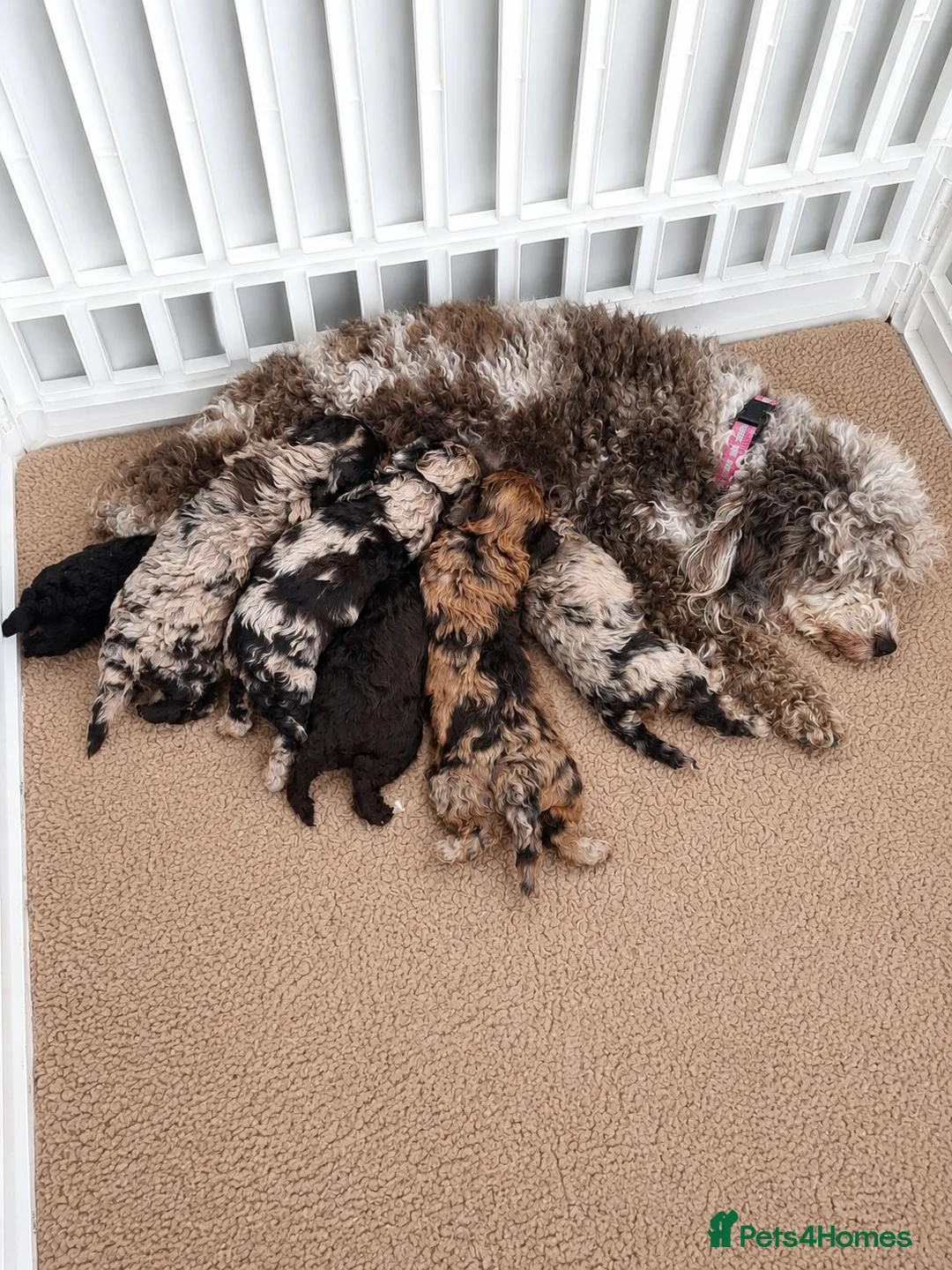 Toy Poodle dogs for sale: SUPERB TINY TOY POODLES - Advert 2