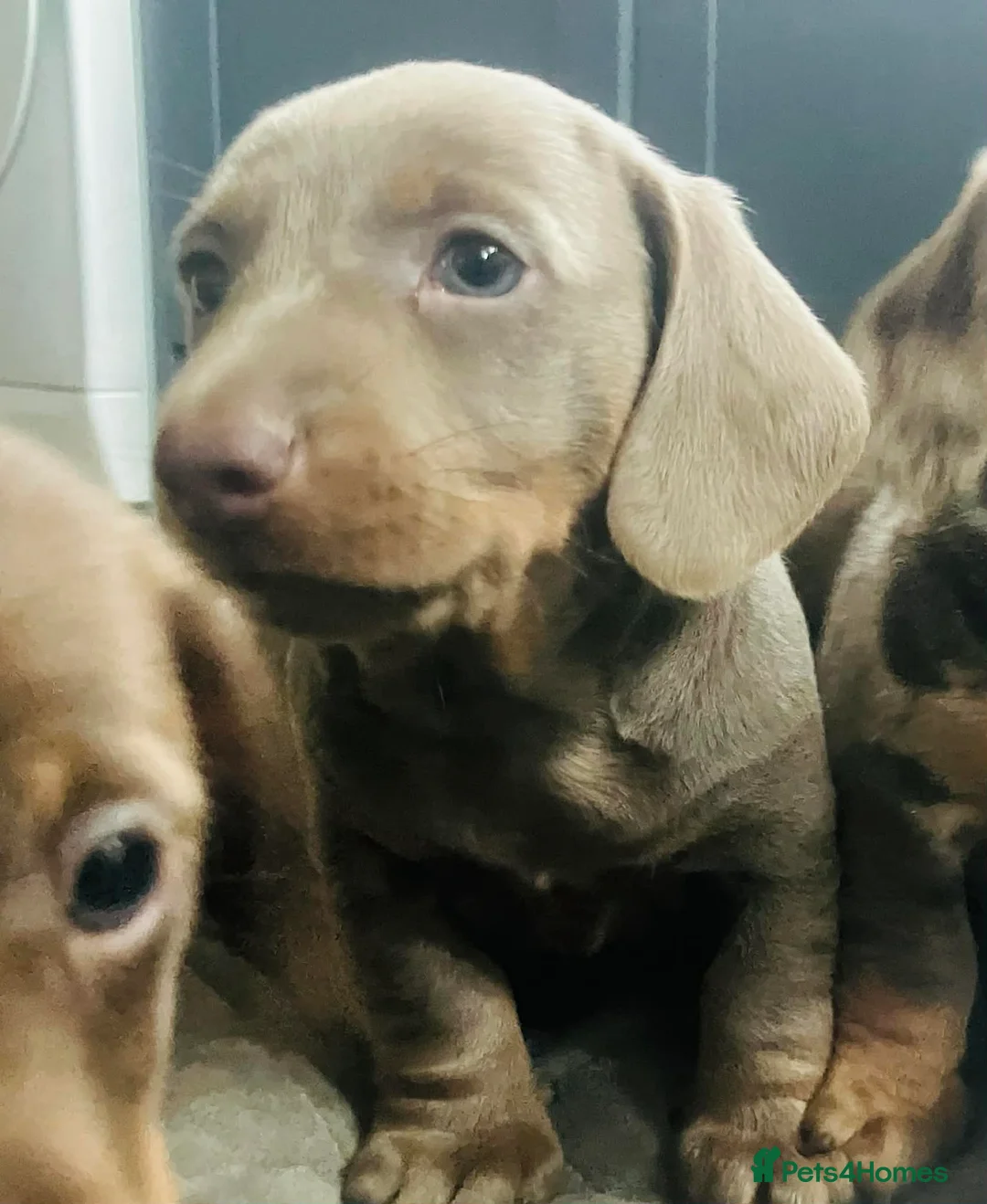 Miniature Dachshund dogs for sale: PRA Cord 1, DM, OI Clear Miniature Dachshund Pups - Advert 9