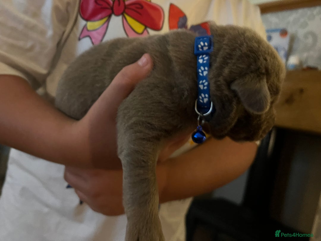 Labrador Retriever dogs for sale: Kc dna clear silver Labrador pups  - Image 6
