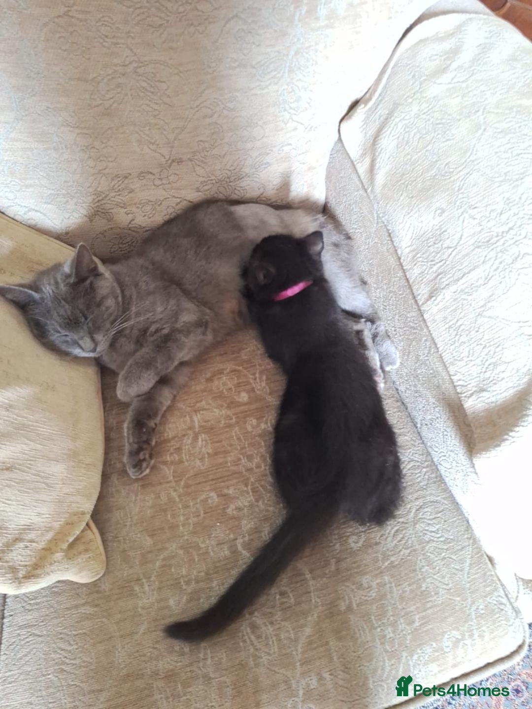 British Shorthair cats 6 beautiful black kittens - Advert 1