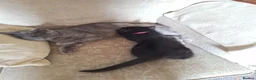 Mixed Breed cats for sale: 6 beautiful black kittens - Advert 1