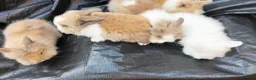 Lionhead rabbits for sale: Beautiful Lionhead Baby Bunnies – Very Friendly! in Smethwick - Advert 4