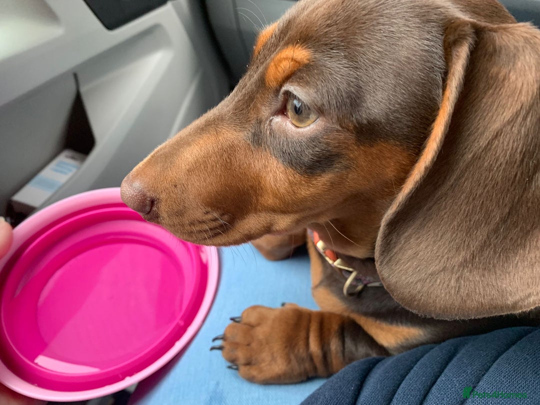 Miniature Dachshund dogs for stud: Miniature Red Dapple - KC Reg in Sheffield - Advert 8