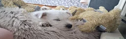 West Highland Terrier dogs for sale: West highland white terrier  - Advert 22