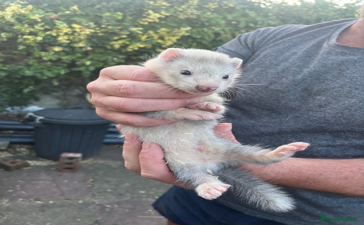 Ferret rodents - Advert 8