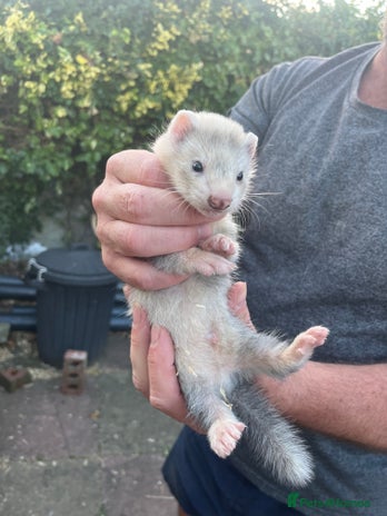 Ferret rodents - Advert 19
