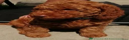 Miniature Poodle dogs for stud: Red Miniature poodle for STUD - Advert 7