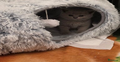 British Shorthair cats - Advert 15