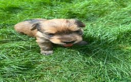 Yorkshire Terrier dogs for sale: Beautiful Chocolate Orange Yorkshire Terriers - Image 6