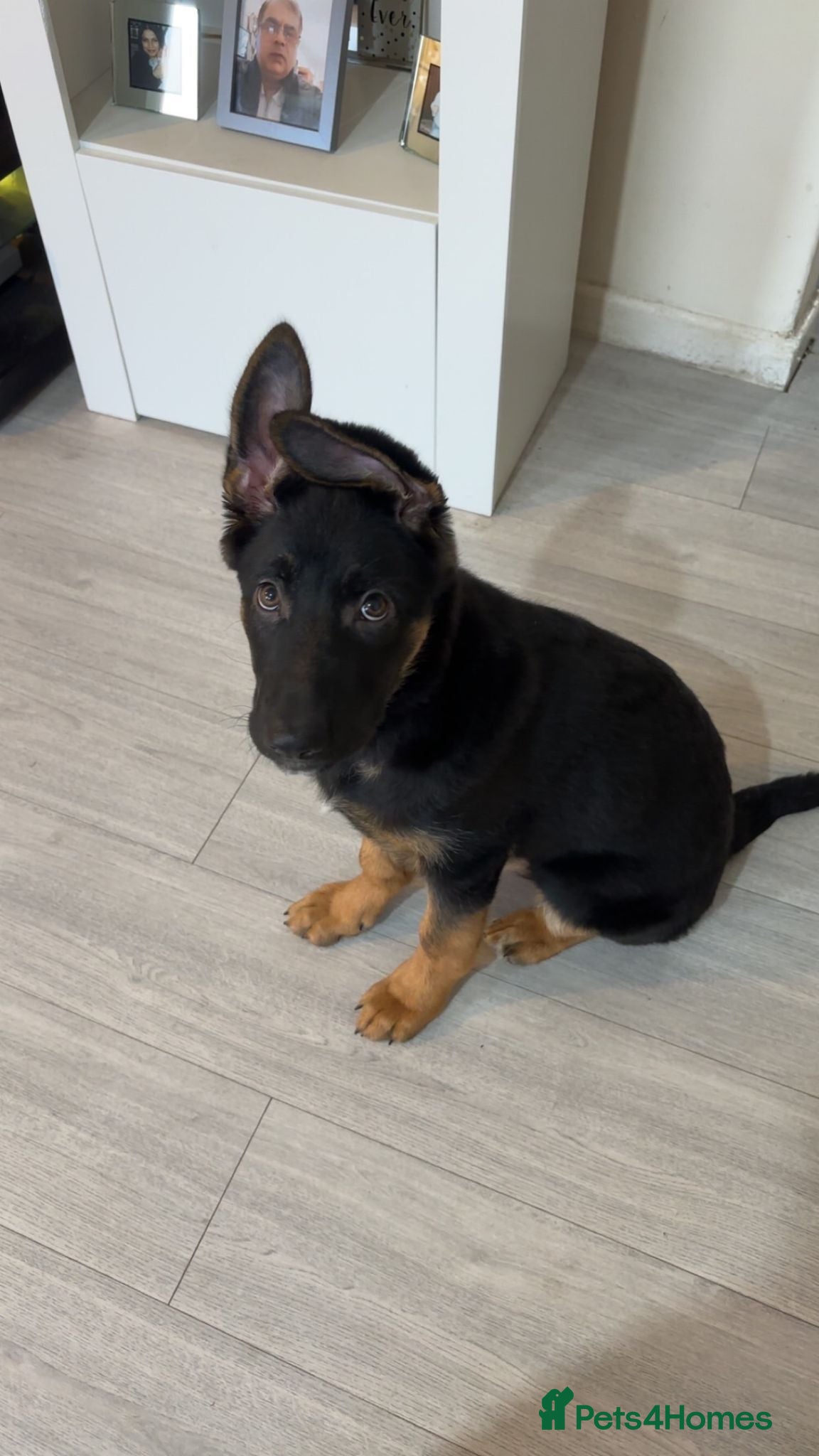 German Shepherd dogs German Shepherd Bi-Colour Female Puppy - Advert 1