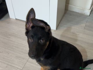 German Shepherd dogs German Shepherd Bi-Colour Female Puppy - Advert 1