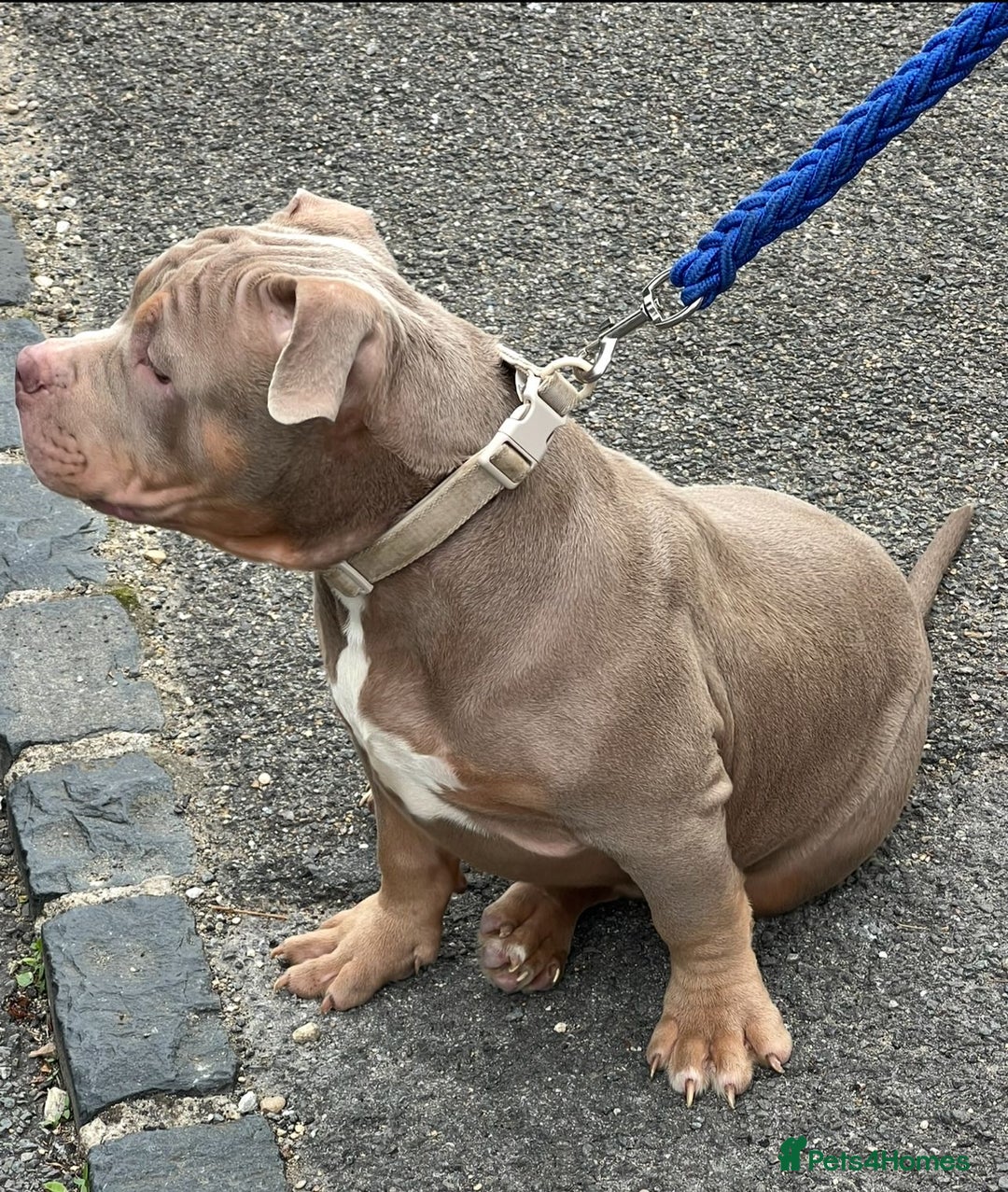 American Bully dogs for sale: Pocket Bully puppies - Lilac Ghost Tri  - Image 5
