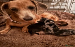 Miniature Dachshund dogs for sale: Miniature Dachshound puppies  - Image 1