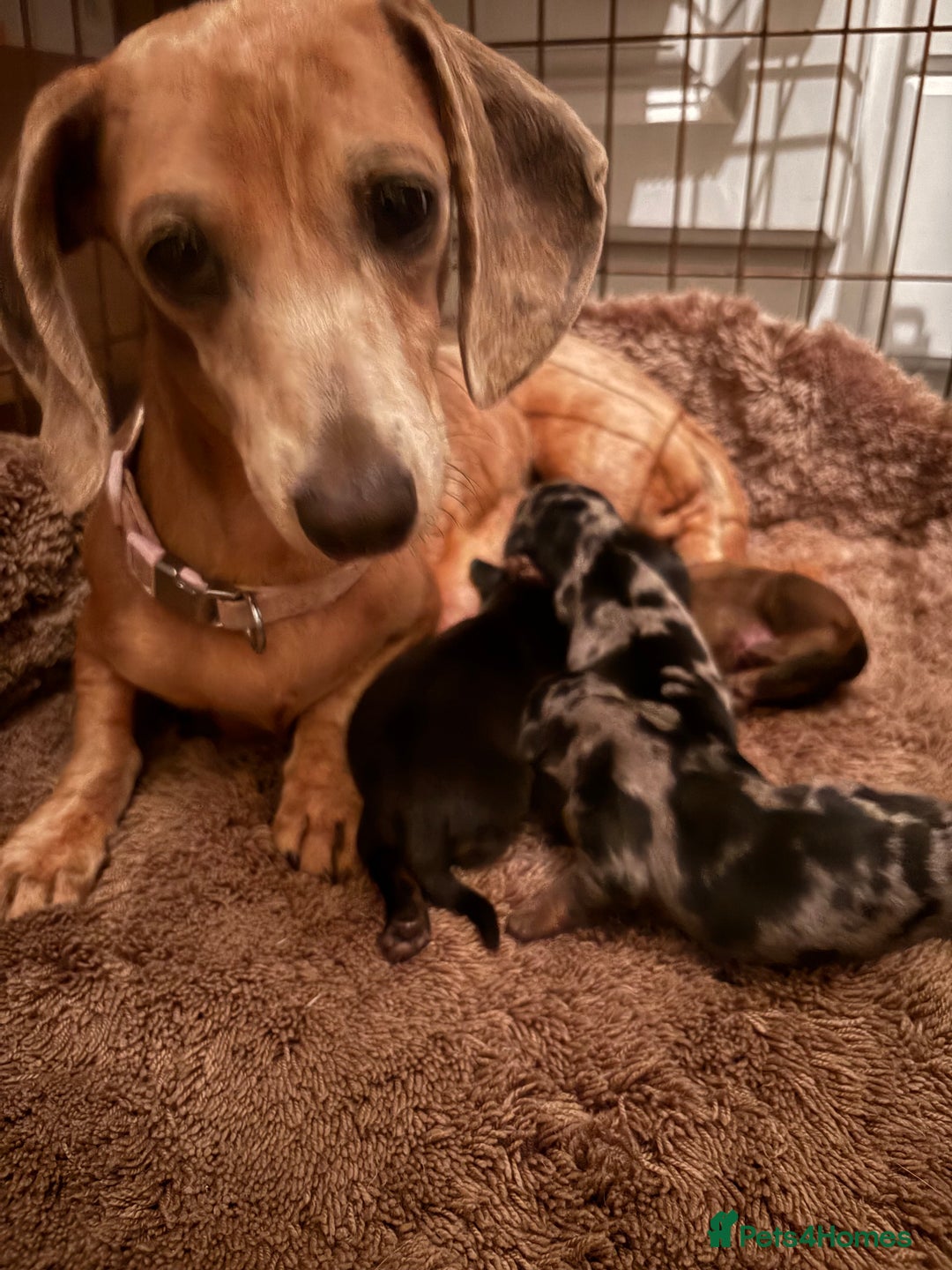 Miniature Dachshund dogs for sale: Miniature Dachshound puppies  - Image 1