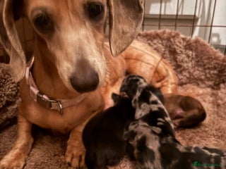 Miniature Dachshund dogs - Advert 8