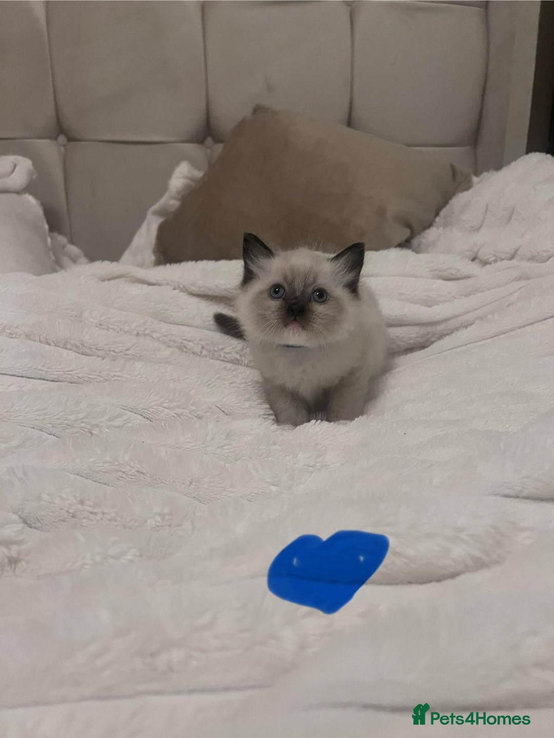 Ragdoll cats for sale: 4 gorgeous Ragdoll kittens for sale - Advert 11