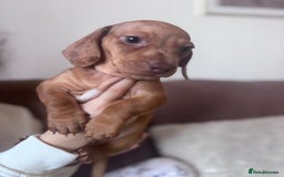 Miniature Dachshund dogs for sale: Kc reg miniature dachshund  - Image 5