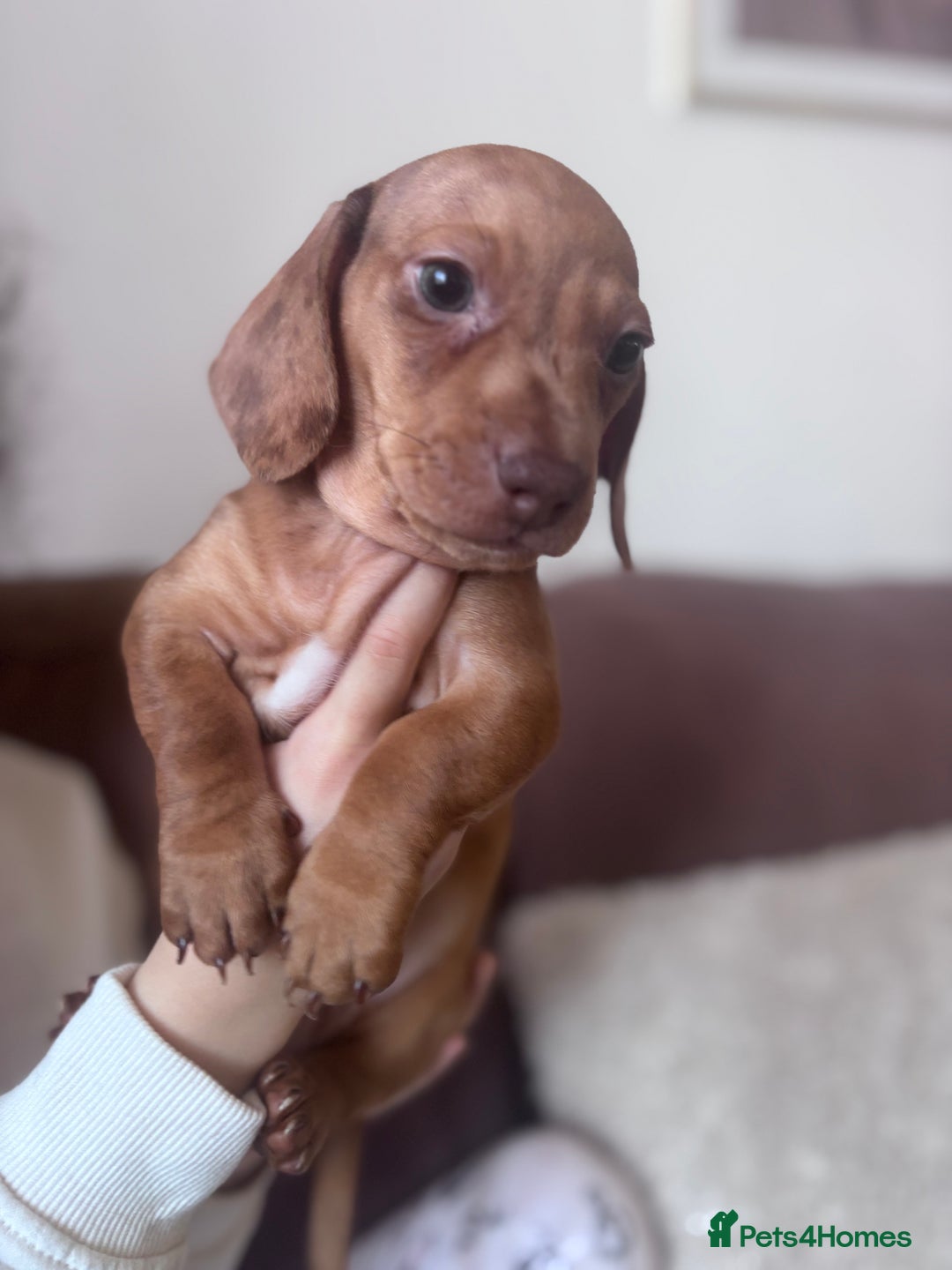 Miniature Dachshund dogs for sale: Kc reg miniature dachshund  - Image 5