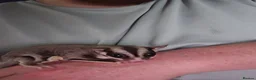 Sugar Glider rodents for sale: leucistic sugar gliders 1x male 1x female plusmore - Advert 6