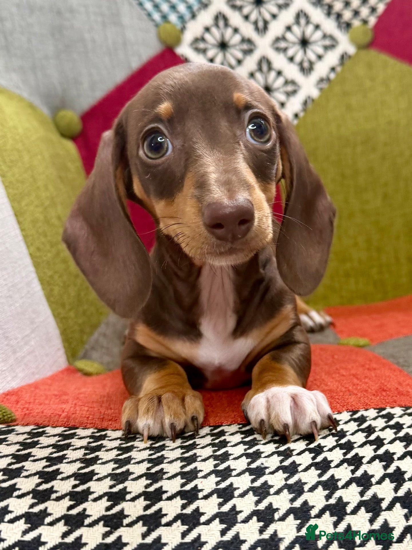 Miniature Dachshund dogs KC Reg Mini Dachshund Puppys **READY TO LEAVE** - Advert 13