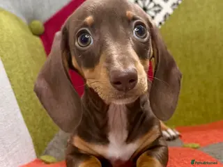 Miniature Dachshund dogs KC Reg Mini Dachshund Puppys **READY TO LEAVE** - Advert 13