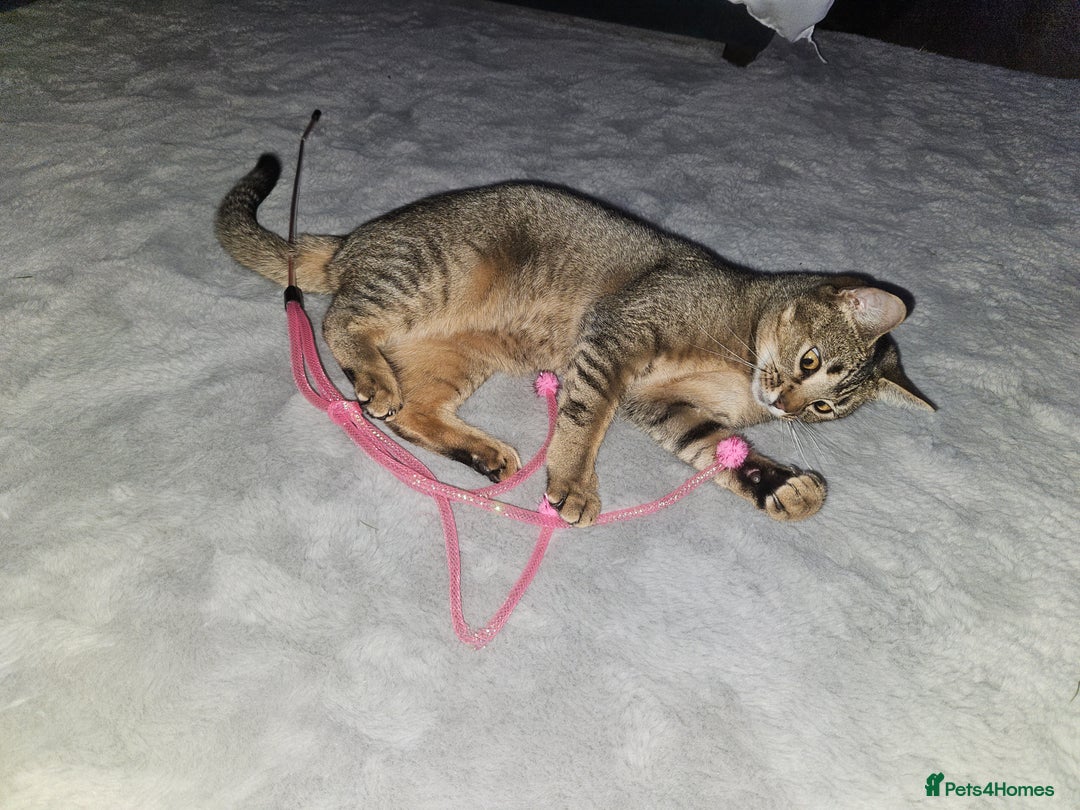Mixed Breed cats for sale: Boy and girl beautiful cats  - Image 7