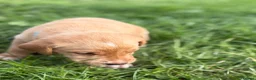 Labrador Retriever dogs for sale: Labrador Puppies for sale - Advert 23