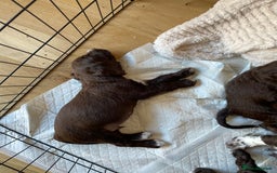 Cocker Spaniel dogs for sale: Adorable working cocker spaniel puppies  - Image 13