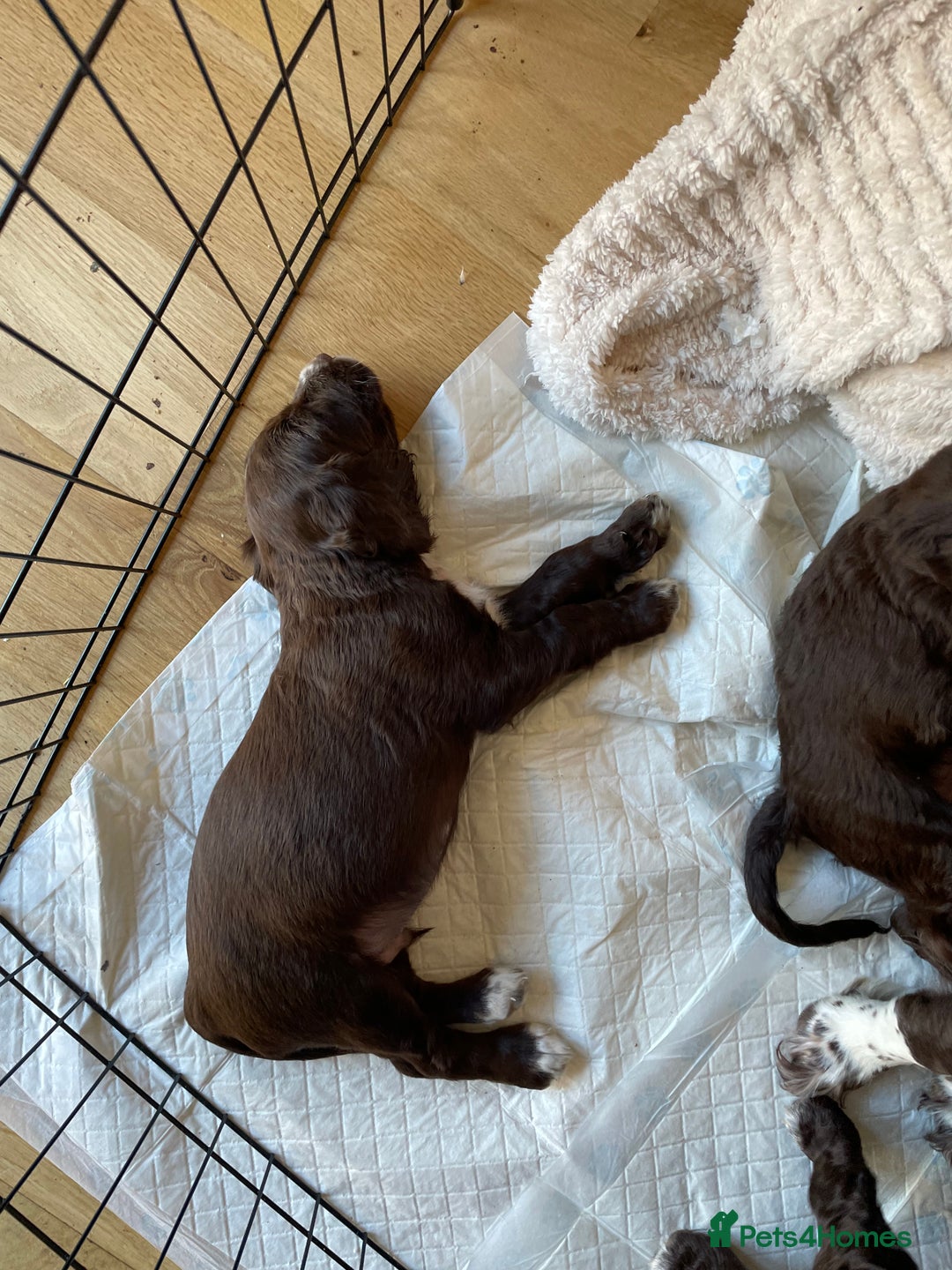 Cocker Spaniel dogs for sale: Adorable working cocker spaniel puppies  - Image 13