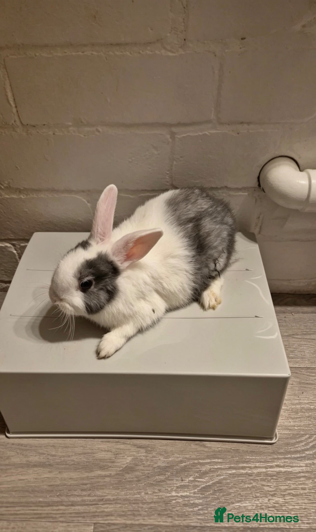Netherland Dwarf rabbits Male rabbit  - Advert 2