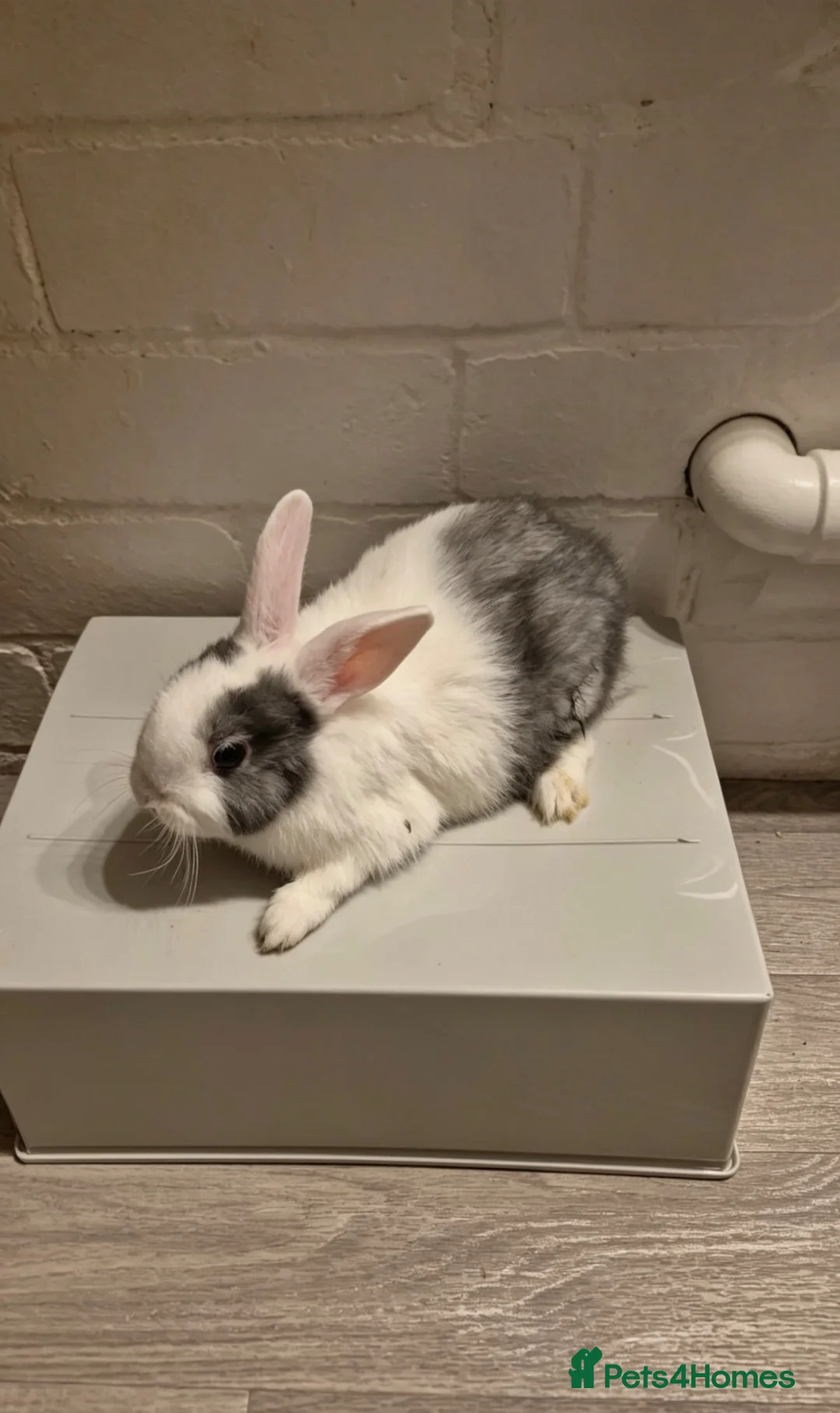 Netherland Dwarf rabbits for sale: Male rabbit  in Derby - Advert 1