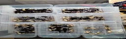 Mixed Breed livestock for sale: Isopods, millipedes and beetles  in Telford - Advert 7