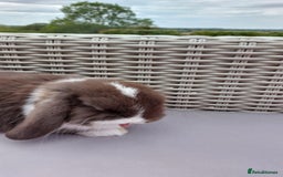 Mini Lop rabbits for sale: 💕Gorgeous purebred mini lops 💕 - Image 18