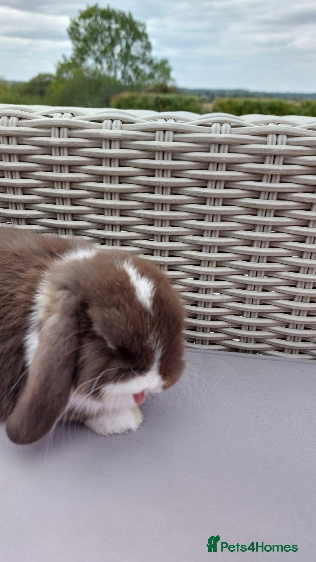 Mini Lop rabbits for sale: 💕Gorgeous purebred mini lops 💕 - Image 18