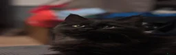 Maine Coon cats for sale: Adorable Maine Coon Kittens in Leicester - Advert 4