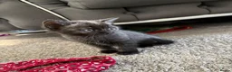British Shorthair cats for sale: Half Bsh absolutely beautiful kittens - Advert 13