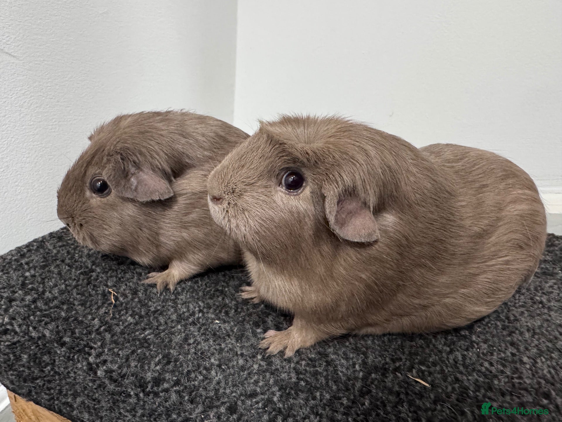 Guinea Pig rodents Guinea pigs  - Advert 1