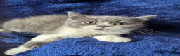 British Shorthair cats for sale: Stunning bsh kittens top pedigree gccf  - Advert 6