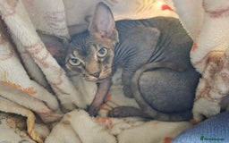 Sphynx cats for sale: 5 month old blue tabby sphynx kitten - Advert 3