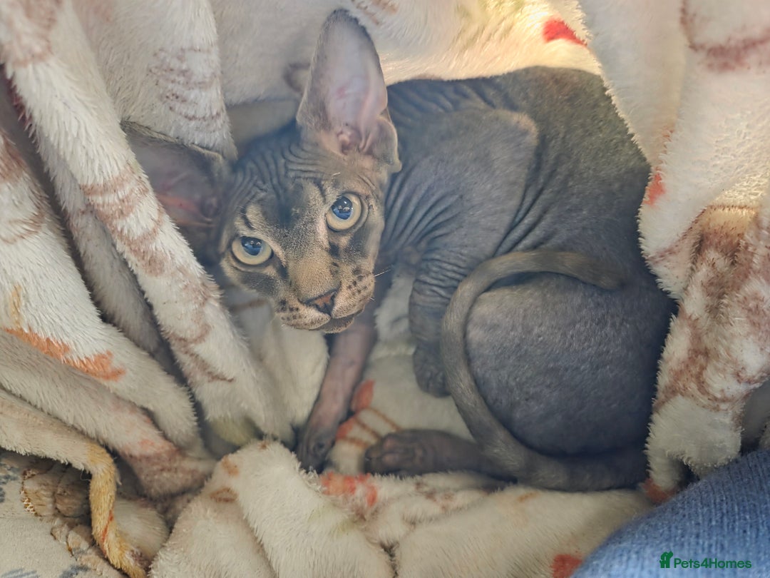 Sphynx cats for sale: 5 month old blue tabby sphynx kitten - Advert 3