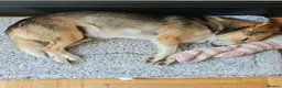 Mixed Breed dogs for adoption: Banjo (terrier mix) in London - Advert 3