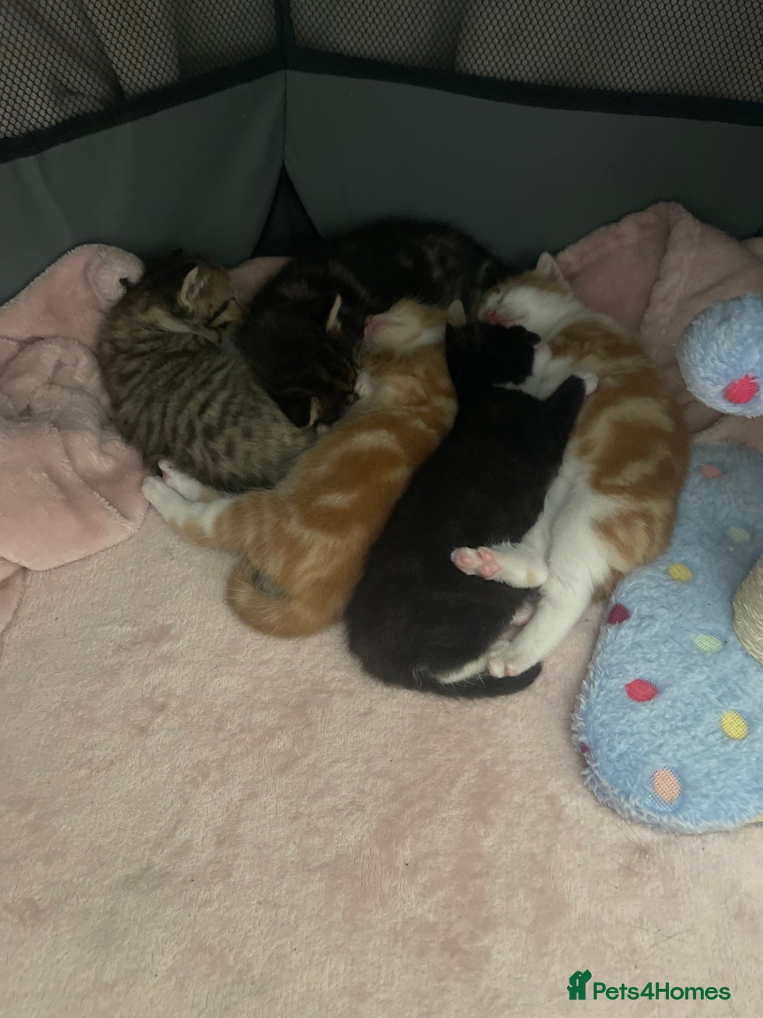 Domestic Shorthair cats for sale: 2 Ginger male kittens available  - Image 15