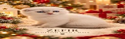 Scottish Fold cats for sale: Beautiful Scottish Boys Looking for Loving Homes - Advert 10